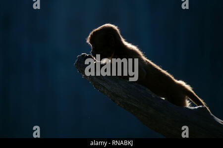 Stuttgart, Deutschland. 18 Feb, 2019. Ein Blut-breasted Baboon sitzt auf einem Zweig in der Wilhelma Zoological-Botanical Garten. Credit: Marijan Murat/dpa/Alamy leben Nachrichten Stockfoto