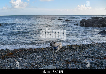 Fowey, Cornwall, UK. 18 Feb, 2019. UK Wetter. In den strahlenden Sonnenschein, es fühlt sich an wie ein Sommertag am Meer in Mousehole, Zeit für das erste Eis der Saison. Foto: Simon Maycock/Alamy leben Nachrichten Stockfoto