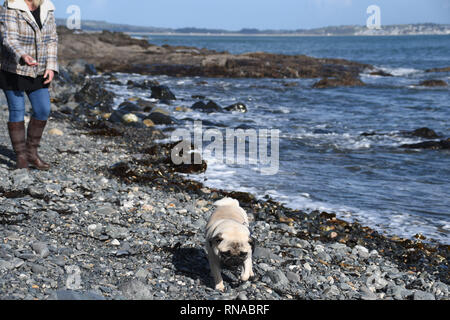 Fowey, Cornwall, UK. 18 Feb, 2019. UK Wetter. In den strahlenden Sonnenschein, es fühlt sich an wie ein Sommertag am Meer in Mousehole, Zeit für das erste Eis der Saison. Foto: Simon Maycock/Alamy leben Nachrichten Stockfoto