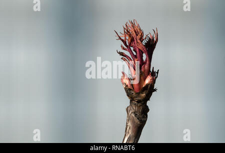 Stuttgart, Deutschland. 18 Feb, 2019. Die Knospe von einem Strauch päonie können auf einem Zweig in der Wilhelma zoologisch Botanischen Gärten gesehen werden. Credit: Marijan Murat/dpa/Alamy leben Nachrichten Stockfoto