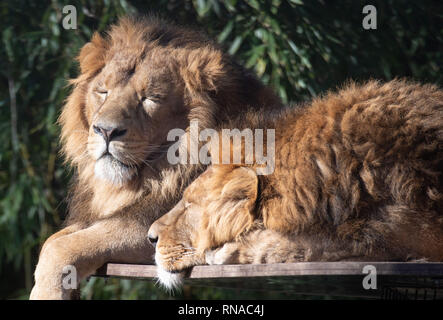 Stuttgart, Deutschland. 18 Feb, 2019. Zwei asiatische Löwen in der Sonne liegen in der Wilhelma Zoological-Botanical Garten. Credit: Marijan Murat/dpa/Alamy leben Nachrichten Stockfoto