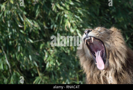 Stuttgart, Deutschland. 18 Feb, 2019. Eine asiatische Löwen öffnet seinen Mund in die Wilhelma botanischen Garten. Credit: Marijan Murat/dpa/Alamy leben Nachrichten Stockfoto