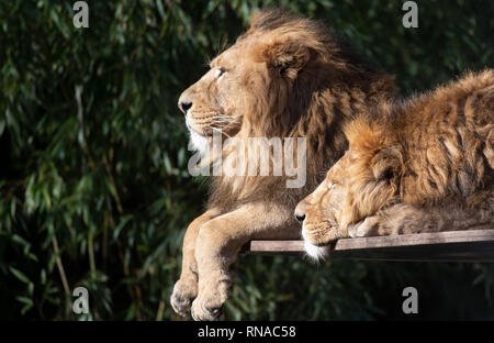 Stuttgart, Deutschland. 18 Feb, 2019. Zwei asiatische Löwen in der Sonne liegen in der Wilhelma Zoological-Botanical Garten. Credit: Marijan Murat/dpa/Alamy leben Nachrichten Stockfoto