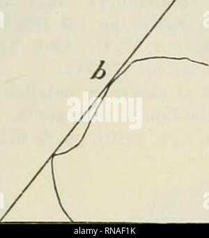 . Die anatomischen Datensatz 1922-1923. Anatomie. . Bitte beachten Sie, dass diese Bilder sind von der gescannten Seite Bilder, die digital für die Lesbarkeit verbessert haben mögen - Färbung und Aussehen dieser Abbildungen können nicht perfekt dem Original ähneln. extrahiert. Amerikanische Vereinigung der Anatomen; Amerikanische Gesellschaft der Zoologen. Philadelphia [etc. ]: Die Wistar Institut für Anatomie und Zellbiologie [etc. ] Stockfoto