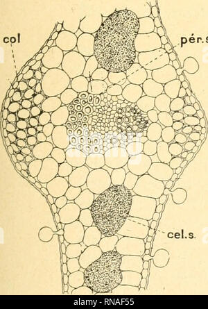 . Anatomie comparée de La Feuille des chénopodiacées. Chenopodiaceae; Blätter. . Bitte beachten Sie, dass diese Bilder sind von der gescannten Seite Bilder, die digital für die Lesbarkeit verbessert haben mögen - Färbung und Aussehen dieser Abbildungen können nicht perfekt dem Original ähneln. extrahiert. Monteil, Paul. Lons-le-Saunier, Declume Stockfoto