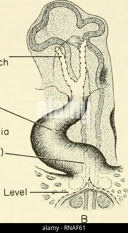 . Analyse der Entwicklung. Embryologie; Embryologie. Erste Aortenbogen Ventrikel atriale Primordia v • (nicht fixiert) (abgesichert) Zukunft Sinus Ebene Abb. 161. Progressive Fusion der gekoppelten primordia während der morphogenese der Küken Herz. A, bei 9 Somiten (±29 Stunden) Stadium, wenn erste Kontraktionen erscheinen; B, bei 16 Somiten {± 38 Stunde) Stadium, wenn Blut Giroguthaben beginnt. (Gezeichnet nach Patten und Kramer, "33.). Differenzen in der embryonalen Gewebe (z. B., Triturus taeniatus und T. cristatus). Experimente von Goss (35) zeigen, dass einige Totipotenz in die Anlage der Säugetiere Herzen vorhanden ist. Er fand, daß Doppel hea Stockfoto