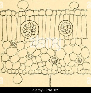 . Anatomie comparée de La Feuille des chénopodiacées. Chenopodiaceae; Blätter. . Bitte beachten Sie, dass diese Bilder sind von der gescannten Seite Bilder, die digital für die Lesbarkeit verbessert haben mögen - Färbung und Aussehen dieser Abbildungen können nicht perfekt dem Original ähneln. extrahiert. Monteil, Paul. Lons-le-Saunier, Declume Stockfoto