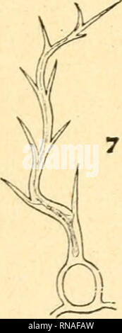 . Anatomie comparée de La Feuille des chénopodiacées. Chenopodiaceae; Blätter. . Bitte beachten Sie, dass diese Bilder sind von der gescannten Seite Bilder, die digital für die Lesbarkeit verbessert haben mögen - Färbung und Aussehen dieser Abbildungen können nicht perfekt dem Original ähneln. extrahiert. Monteil, Paul. Lons-le-Saunier, Declume Stockfoto