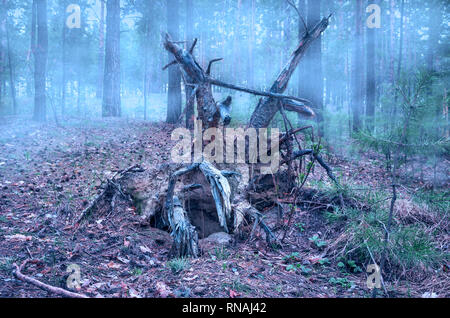 Creepy gefallen Kiefer Twisted Wurzeln in den geheimnisvollen Wald an einem nebligen Morgen im Frühjahr Stockfoto