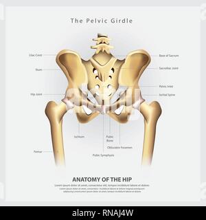 Der Beckengürtel menschlicher Hüftknochen Anatomie Vector Illustration Stock Vektor