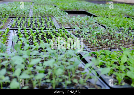 Salat Sämlinge wachsen in Anbau fach Gemüse Plantage Stockfoto