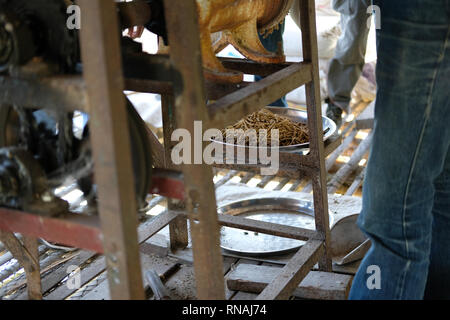 Maschine für die Herstellung von Futter pellet für die Verfütterung von tierischen Erzeugung von Futtermitteln. Stockfoto