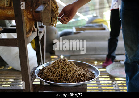 Maschine für die Herstellung von Futter pellet für die Verfütterung von tierischen Erzeugung von Futtermitteln. Stockfoto