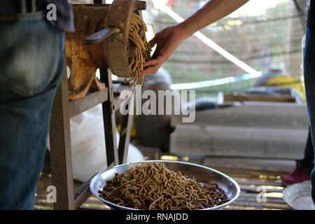 Maschine für die Herstellung von Futter pellet für die Verfütterung von tierischen Erzeugung von Futtermitteln. Stockfoto