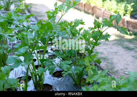 Sellerie Pflanzen im Gemüsegarten. Plantage in Organic Farm Stockfoto