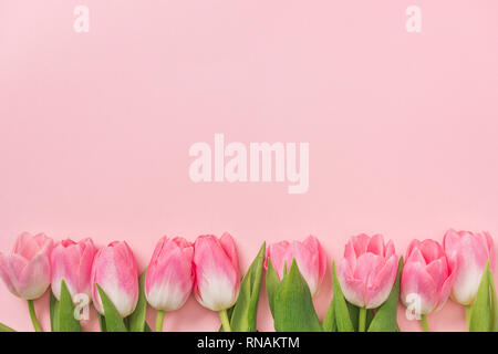 Rosa Tulpen in Reihe angeordnet auf rosa Hintergrund mit Kopie Raum Stockfoto