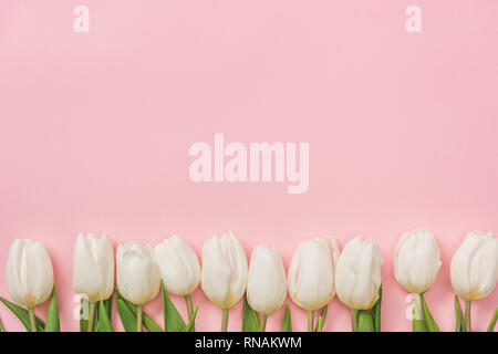 Weiße Tulpen in Reihe angeordnet auf rosa Hintergrund mit Kopie Raum Stockfoto
