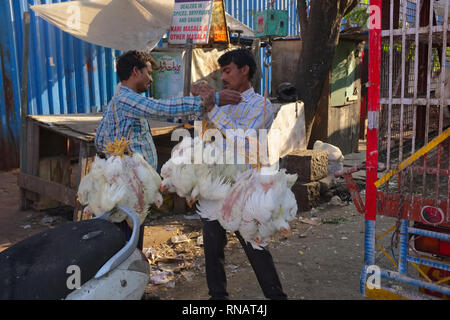 Lebende Hühner gebunden, indem Er ihre Füße und hängen im Bündel sind für Lieferung in einem Fleischmarkt in Bhendi Bazar, Mumbai, Indien Stockfoto