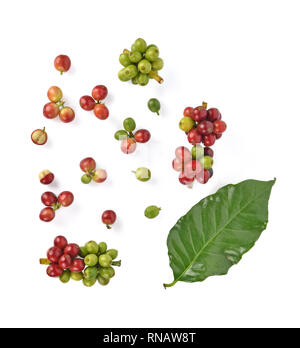 Blick von oben auf die Kaffeebohnen und Grünen leves auf weißem Hintergrund. Stockfoto