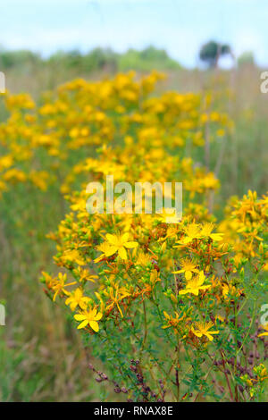 Gelbe Blumen der medizinischen St.-Johanniskraut Blüte in das Feld ein. Arzneimittel Blüten von Johanniskraut mit Laub. Feldblumen Stockfoto