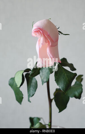 Blasse rose ihren Kopf schief in der Vase. Stockfoto