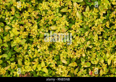 Ziersträucher, grün Hintergrund Wand Sträucher Bush Stockfoto