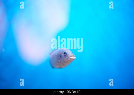 Malawi cichlid auf dem Hintergrund der blauen Wasser des Aquariums. Aquarien Stockfoto