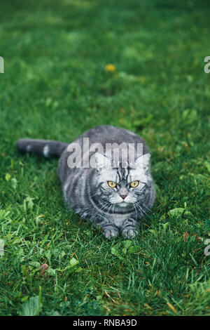 Graue Katze, sitzend auf einem Gras im Garten. Kopieren raum raum für Text Stockfoto
