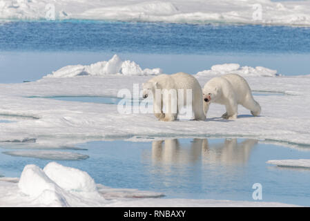 Zwei wilde Eisbären gehen auf dem Packeis nördlich von Spitzbergen, Svalbard Stockfoto