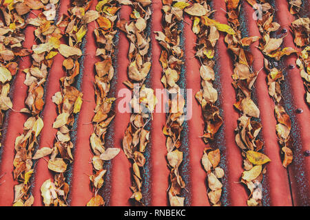 Laub auf dem wellenförmigen Dach. Herbst Hintergrund Stockfoto