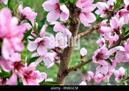 In der Nähe von blühenden Pfirsich-tree branch Stockfoto
