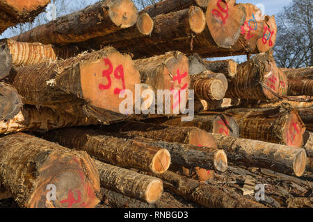 Stapel der geschnittene Bäume und Logs aus Holz liegt in einem Wald im Herbst in Belgien Stockfoto