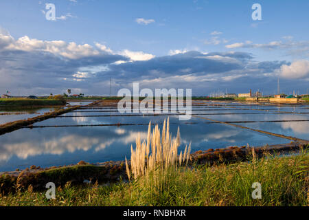 Salzwiesen in Aveiro, Portugal Stockfoto