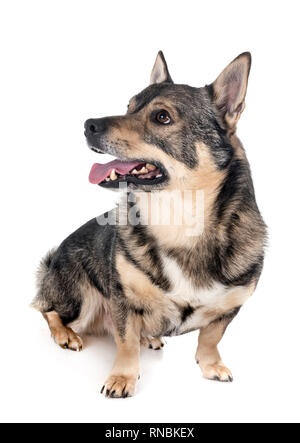 Schwedischer Vallhund vor weißem Hintergrund Stockfoto