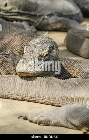 Komodo Drachen, Sonnenbaden am Nachmittag an den Insel Rinca, Indonesien. Stockfoto
