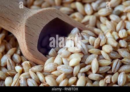 Rohes Getreide Gerste (Hordeum vulgare) in Holz- schaufel Stockfoto