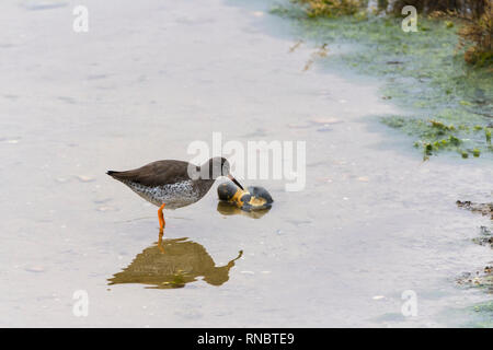 Rotschenkel (Tringa totanus) waten im seichten Wasser der Lagune in der Nähe von Strand. Rot Orange Beine und Base bis mittelgroß dunkel Bill und Winter grau braunes Gefieder. Stockfoto