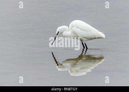 Seidenreiher (Egretta garzetta) waten im seichten Wasser. Alle weißen Gefieder mit schwarzen Beinen feine lange schwarze Bill gelbe Füße und ein Spiegelbild im Wasser. Stockfoto