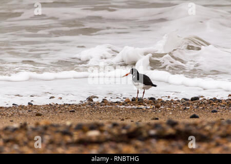 Austernfischer (Haematopus ostralegus) auf shoreham Strand UK Februar 2019. Schwarz und Weiß mit langen orange rot Bill und rosa-roten Beine in der Nähe von Surf. Stockfoto