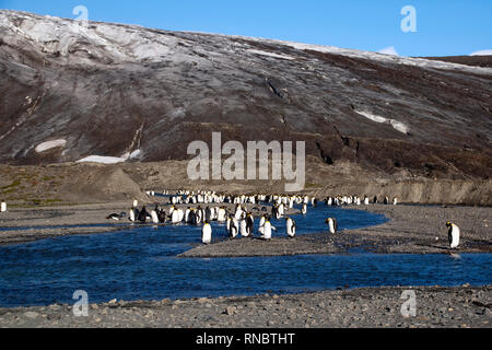 Fortuna Bay South Georgia Islands, König, Pinguine, die von Stream mit Gletscher im Hintergrund Stockfoto