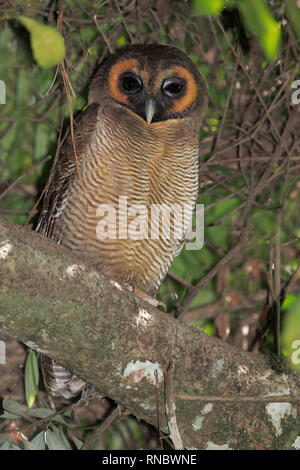 Braunes Holz-Owl Stockfoto