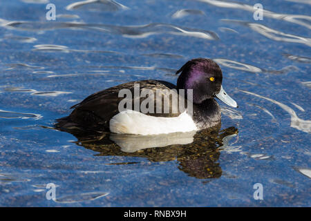 Seitenansicht portrait natürliche männliche Reiherente (Aythya fuligula) auf der Wasseroberfläche Stockfoto