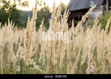 Hohes Gras im Dorf Garten an einem Sommertag. Über Natur, Pflanzen, Parks, Jahreszeiten. Stockfoto