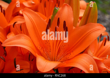 Asiatische Lilie (Lilium asiatische), Nahaufnahme der Blüte Stockfoto