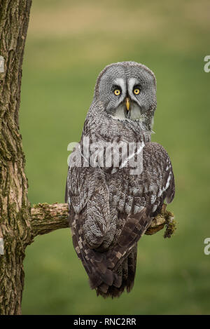 Das Porträt einer großen grauen graue Eule auf einem Ast sitzend. Es wird von hinten genommen und der Kopf ist nach hinten mit Blick auf die Kamera vor Stockfoto