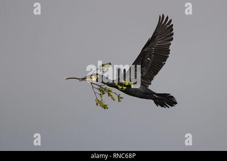 Kormoran (Phalacrocorax carbo) fliegen mit Nistmaterial im Bill, Baden-Württemberg, Deutschland | Verwendung weltweit Stockfoto