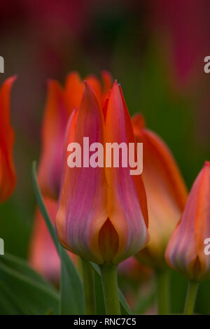 Feuriges rot und lila Tulpen blühen im Frühling Stockfoto