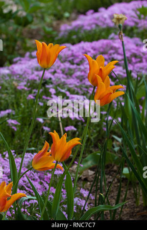 Orange und rote Tulpen blühen Stockfoto
