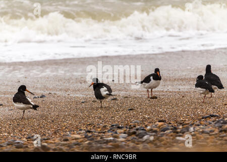 Austernfischer (Haematopus ostralegus) auf shoreham Strand UK Februar 2019. Schwarz und Weiß mit langen orange rot Bill und rosa-roten Beine Gruppe ruht Stockfoto