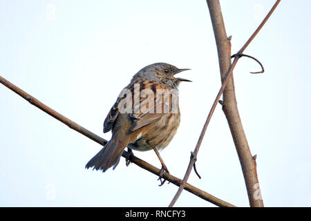 Dunnock/Hedge Sparrow (Phasianus colchicus) singen im Winter (Kent, UK. Feb 2019) Stockfoto